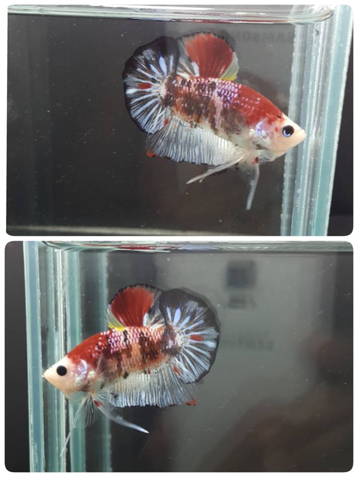 Bettas du net asiatique en vente (marbré, koi). 13778_10