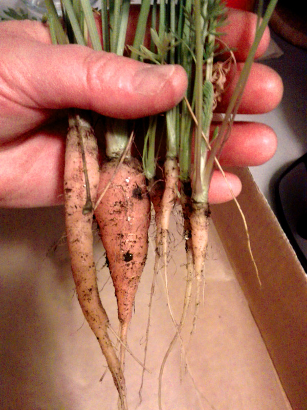 Carrot Week/Month/Year 2015 Carrot10