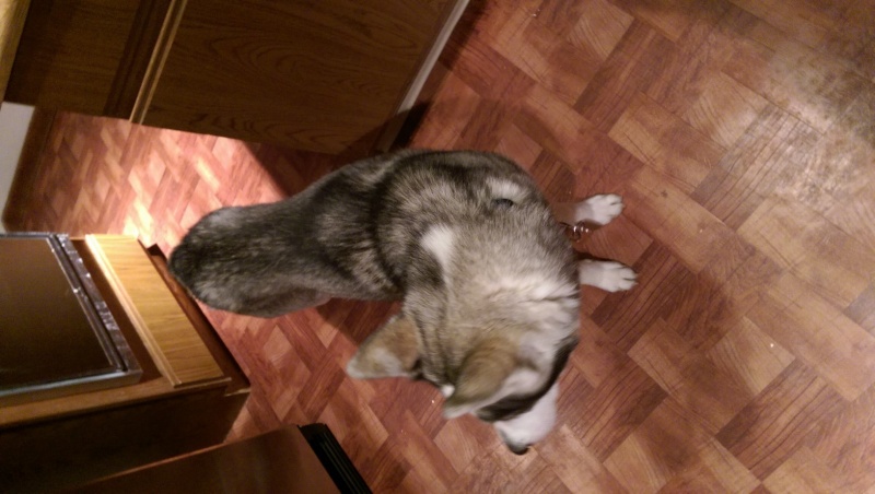 Is my Husky too small/underweight!? Imag0023