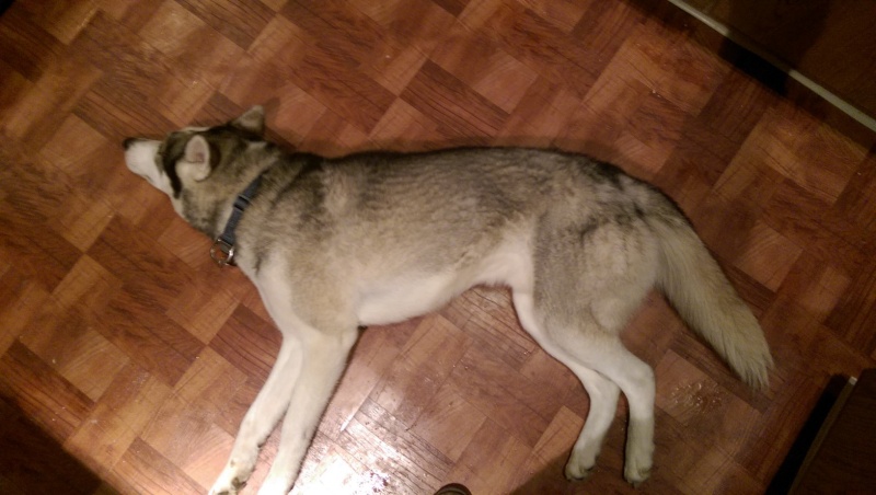 Is my Husky too small/underweight!? Imag0024