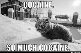 Présentation d'un chat sauvage--> Neko Cocain11