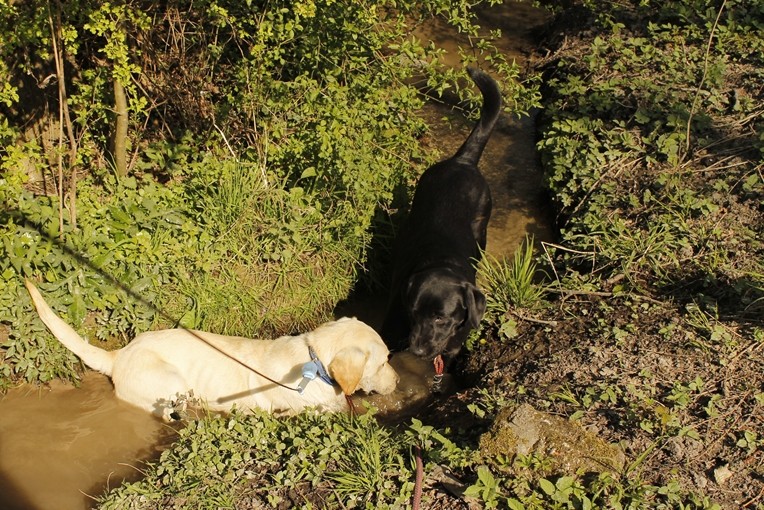 Irise femelle labrador, née en avril 2014 (59) "vagabond" I10