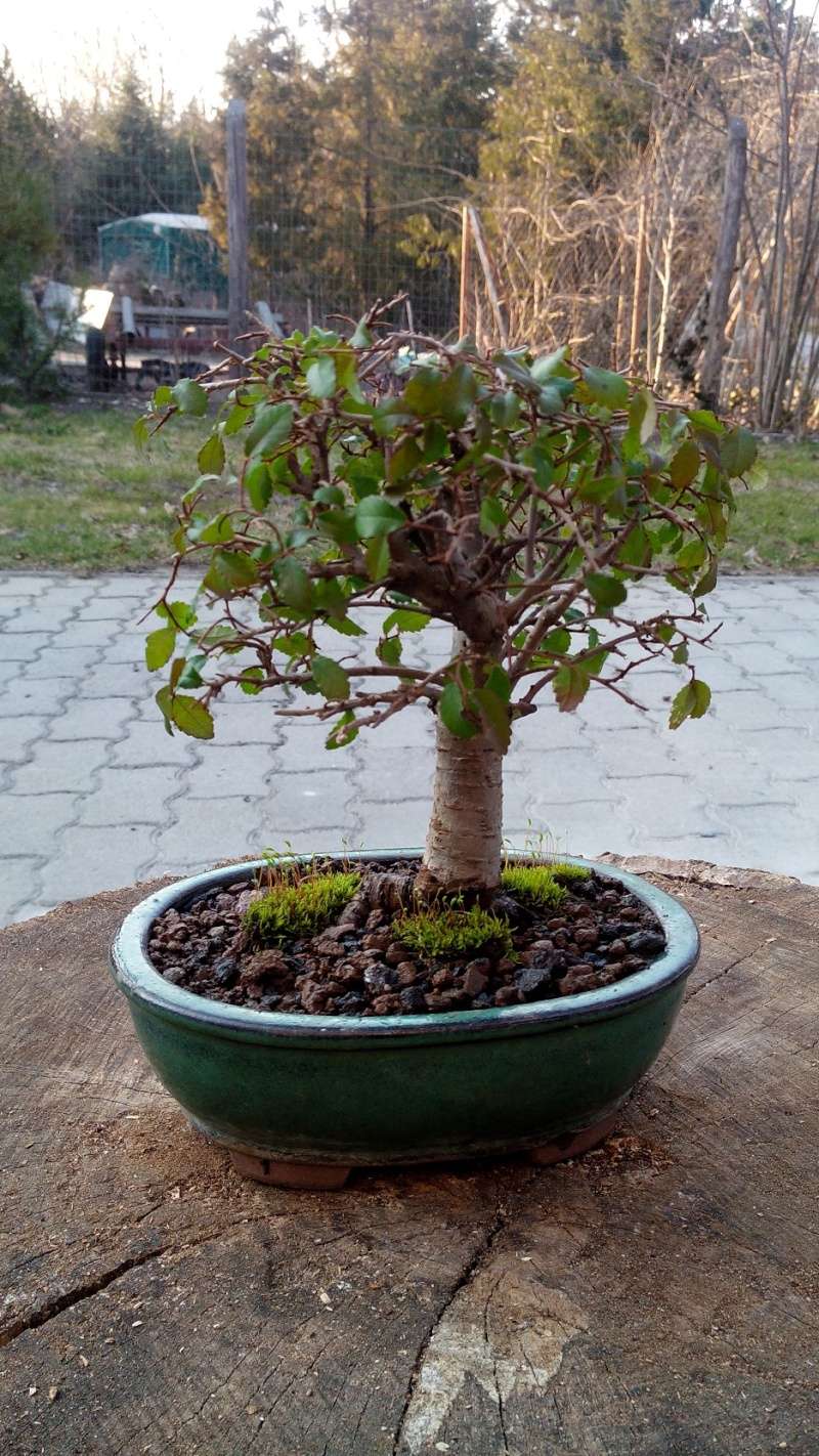 Chinese Elm- First repotting Img44411