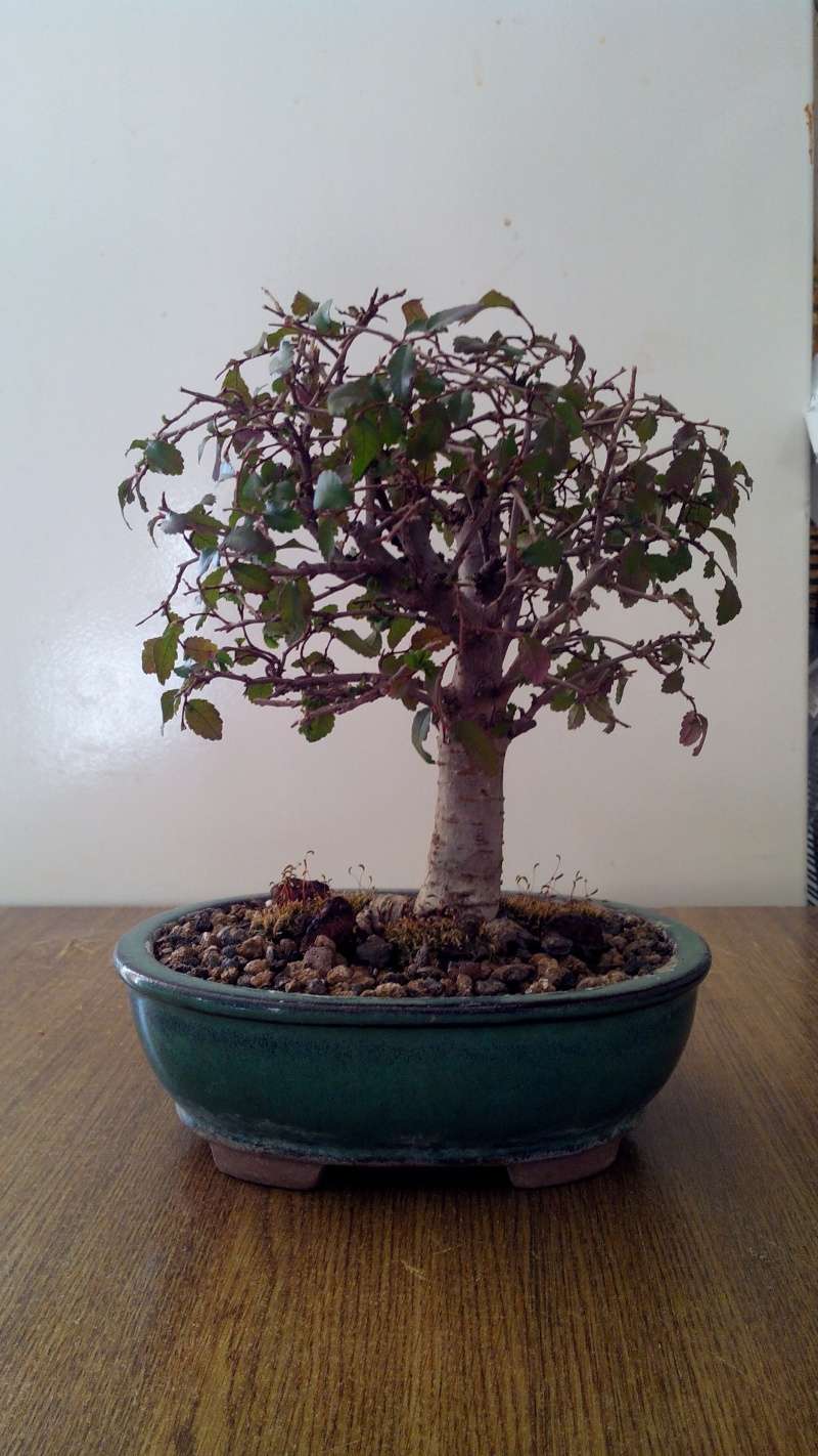 Chinese Elm- First repotting Img_2010