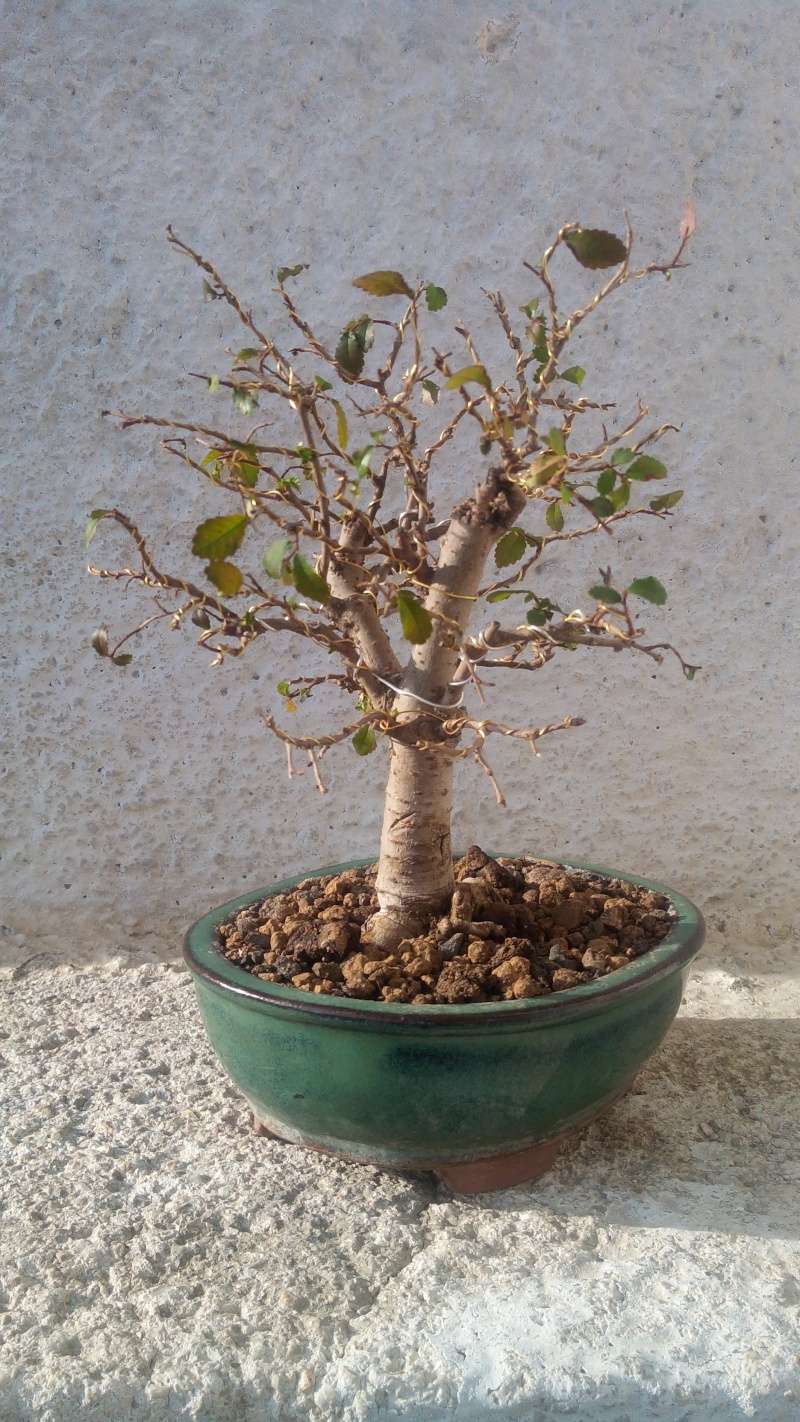 Chinese Elm- First repotting Img_2014