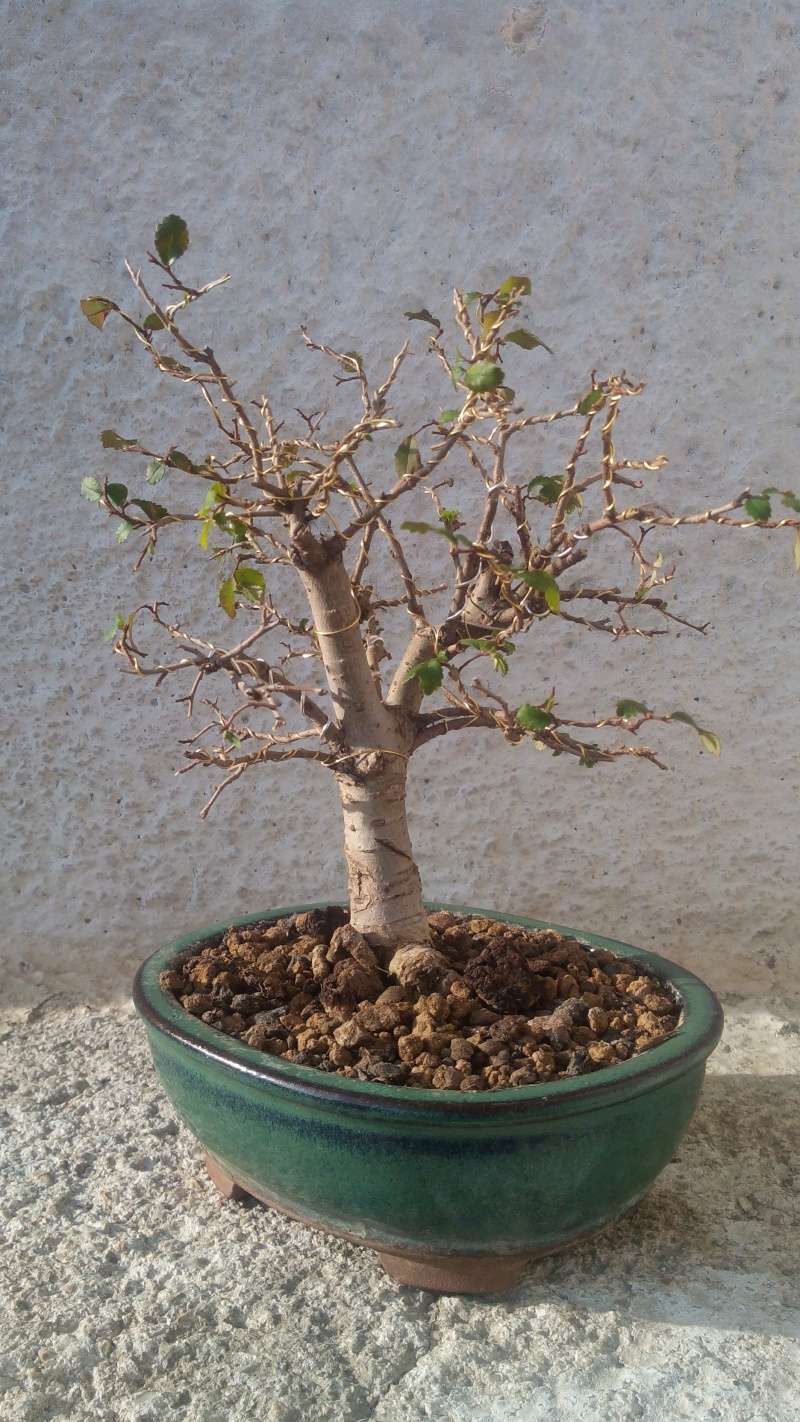 Chinese Elm- First repotting Img_2015