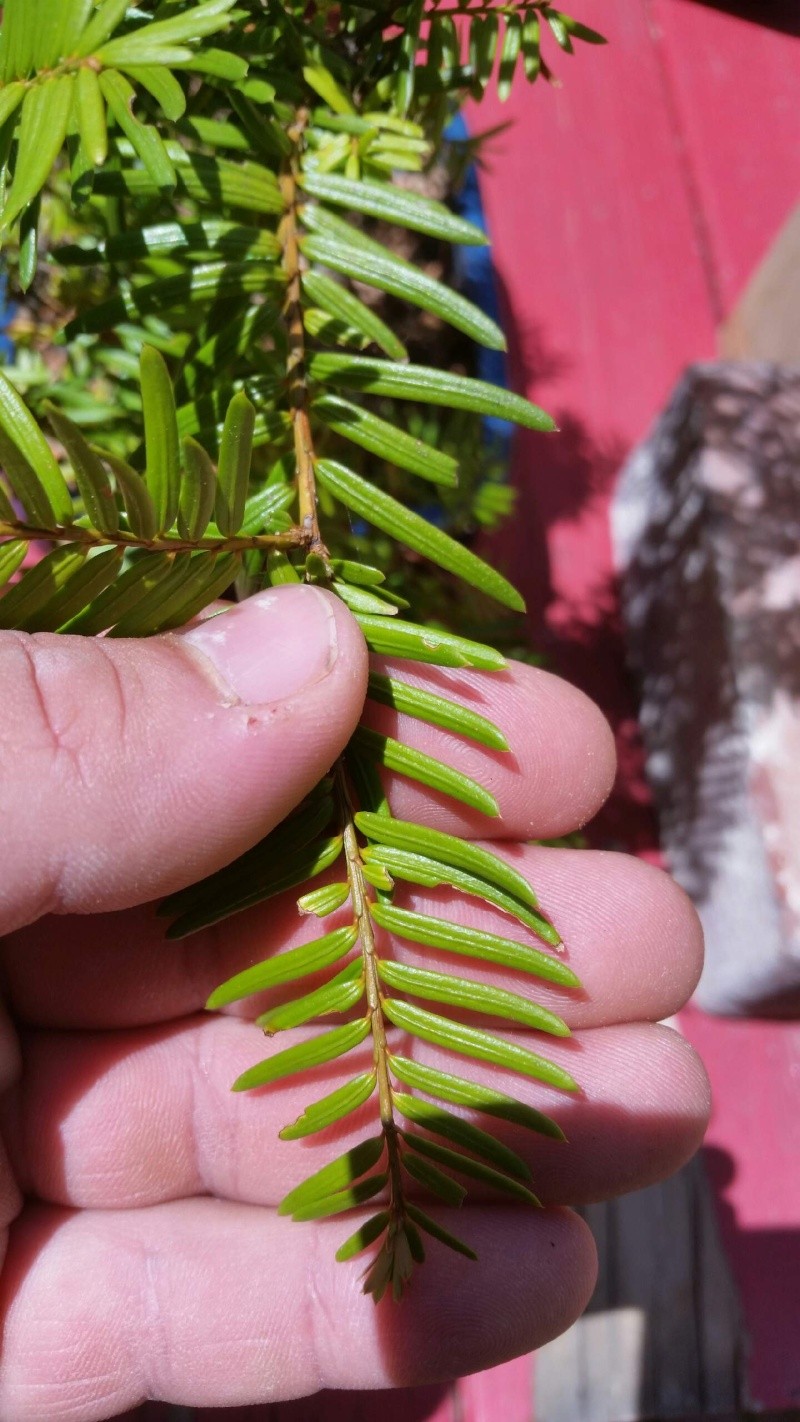 tree identification 20150519