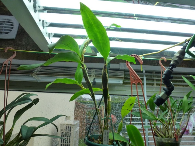 Visite de l'expo salon de l'orchidée à Veigné Dendro10