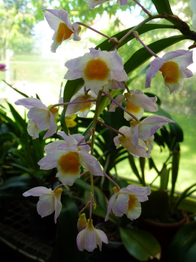 Dendrobium farmeri Dendro12