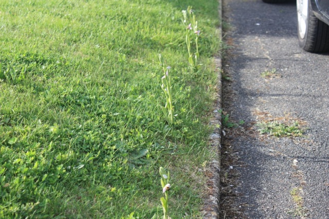 Mes Ophrys Img_1413