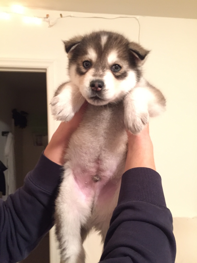 Husky Puppy Diagnosed with Pulmonic Stenosis (a congenital heart defect) Img_9012