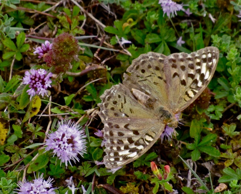 [Argynnis pandora] Cardinal ou pas cardinal ? Cardin12