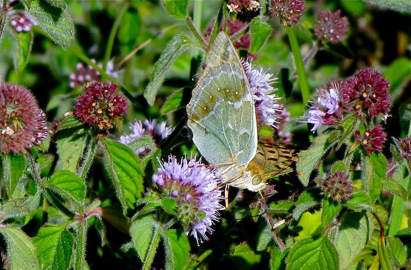 [Argynnis pandora] Cardinal ou pas cardinal ? Cardin13