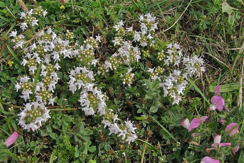 Identification plante sur dune grise : Thym à fleurs blanches Img_5418