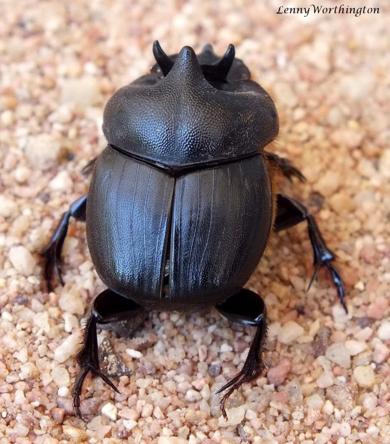 [Parascatonomus tricornis] Unknown Dung Beetle from Thailand Dung_b13