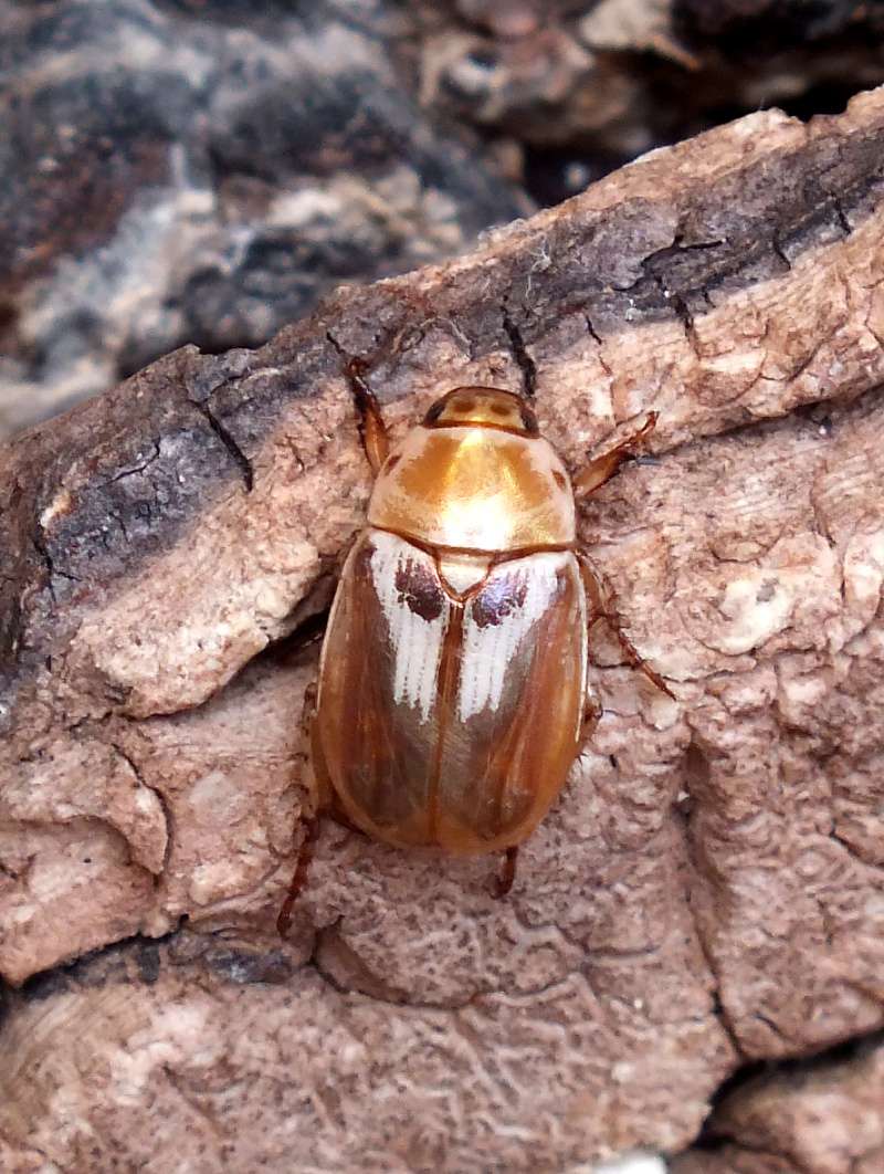 Unknown Beetle from Thailand Trial_18