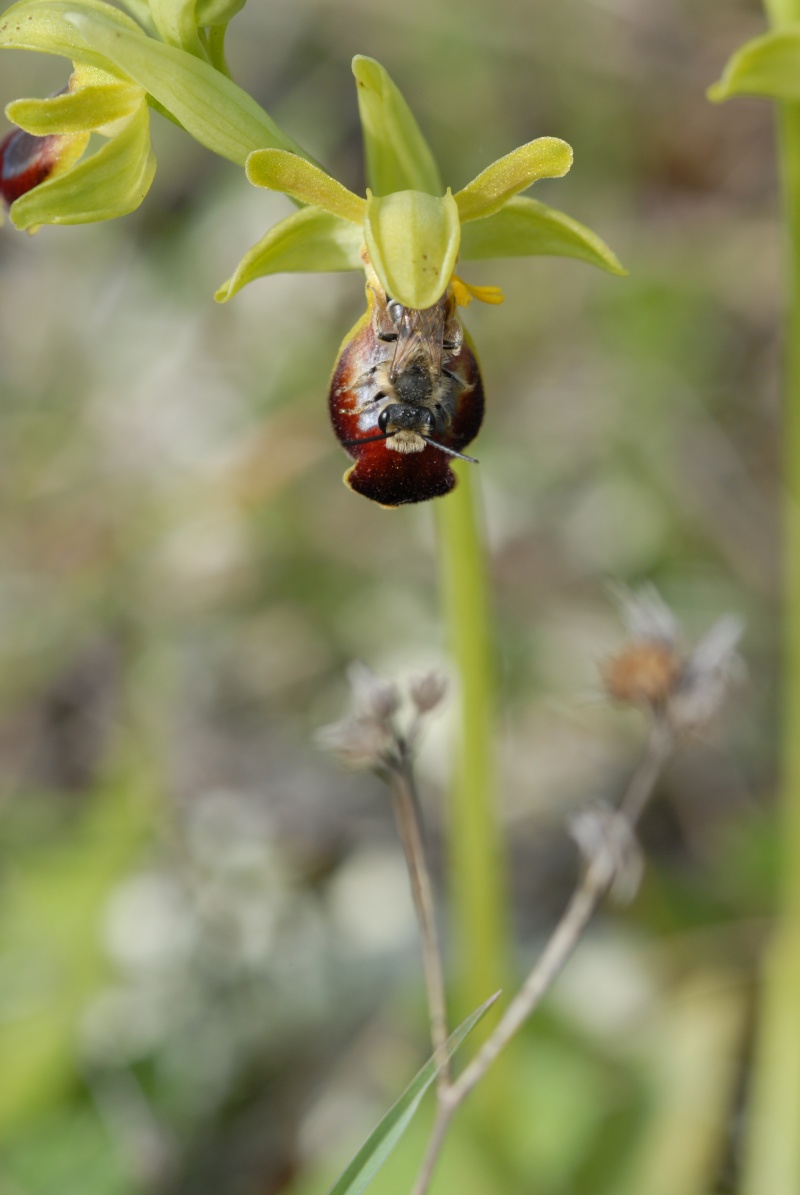 Interdit aux ophrys de - de 18 ans ! ... Dsc_0011
