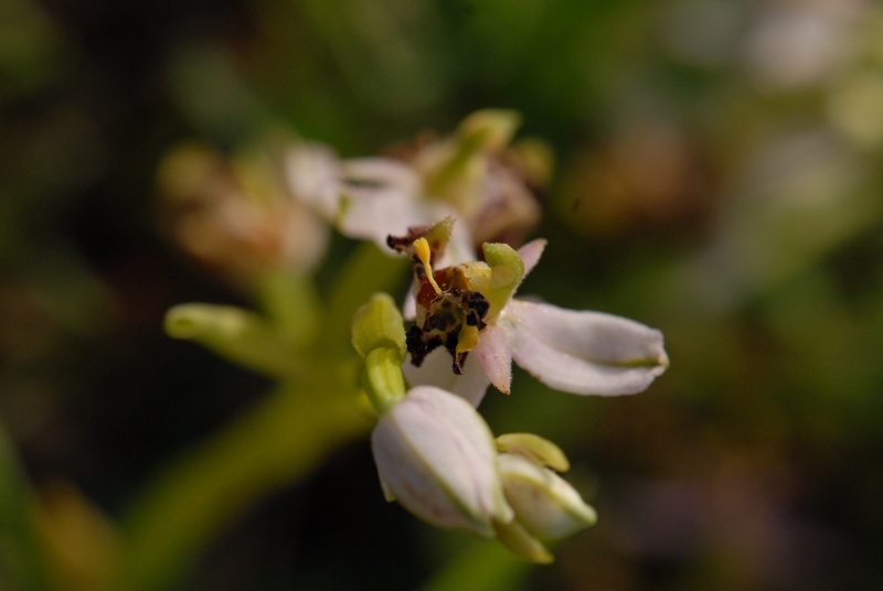 Pollinie en trompette ... Dsc_0041