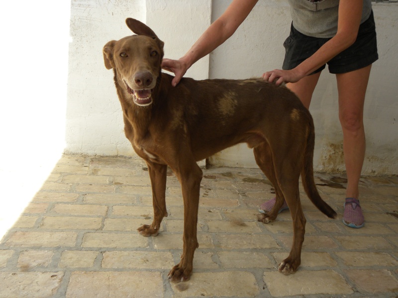 PASTORI - x galgo 7 ans (5 ans de refuge Ecija) Asso Levriers sans Frontières (10) Dscn0917