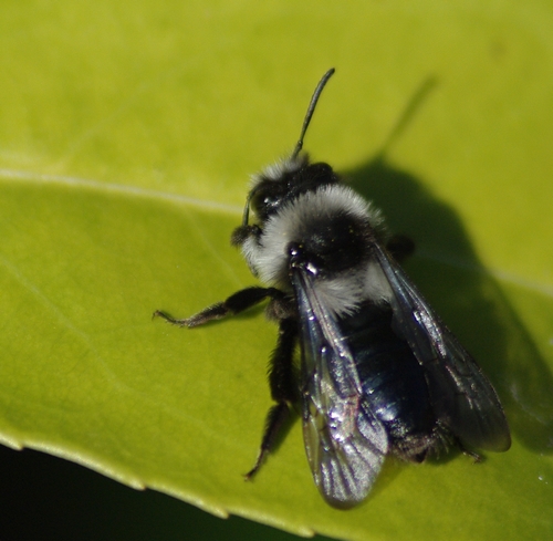 Andrena cineraria Imgp1811