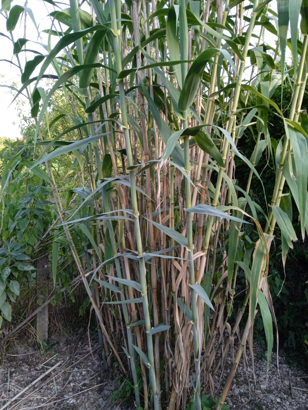 Bambou mais lequel Img_2011