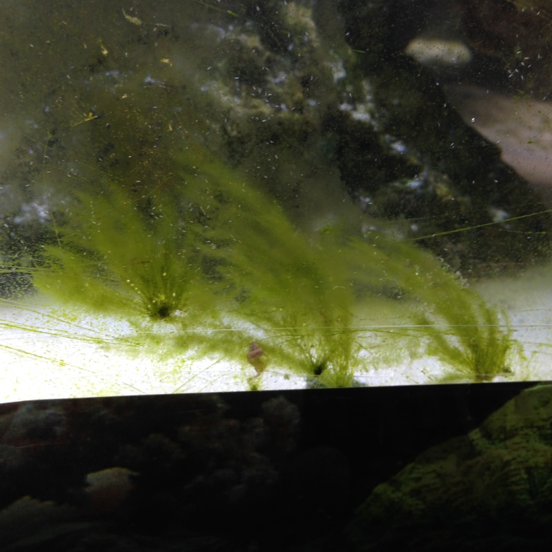 quelles sont les bonnes ou les mauvaises algues ?? Img_0011