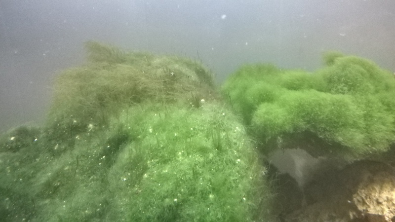 quelles sont les bonnes ou les mauvaises algues ?? Wp_20113