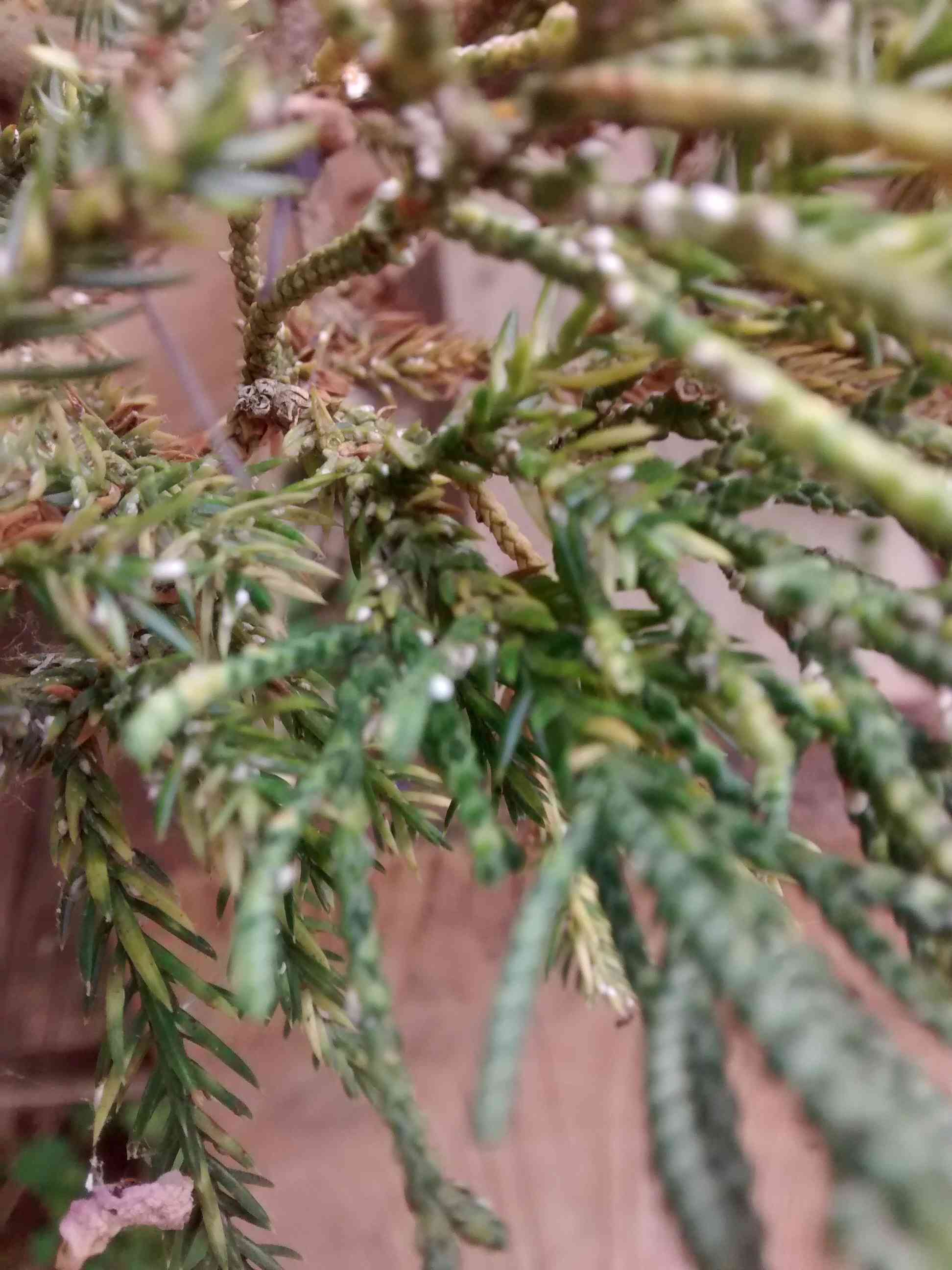 Help identify scales on Juniper 2015-011