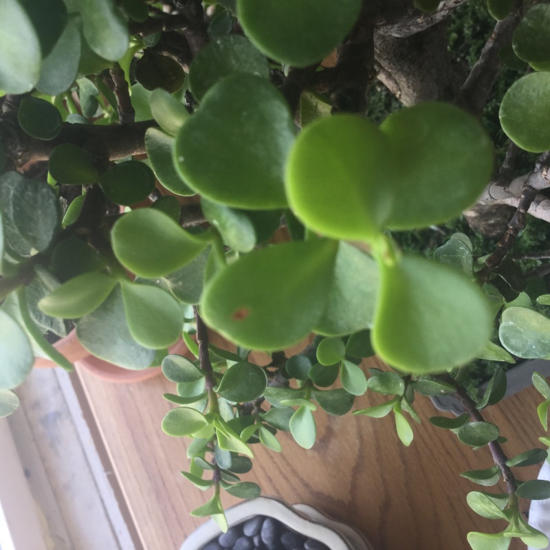 Need help saving a jade tree