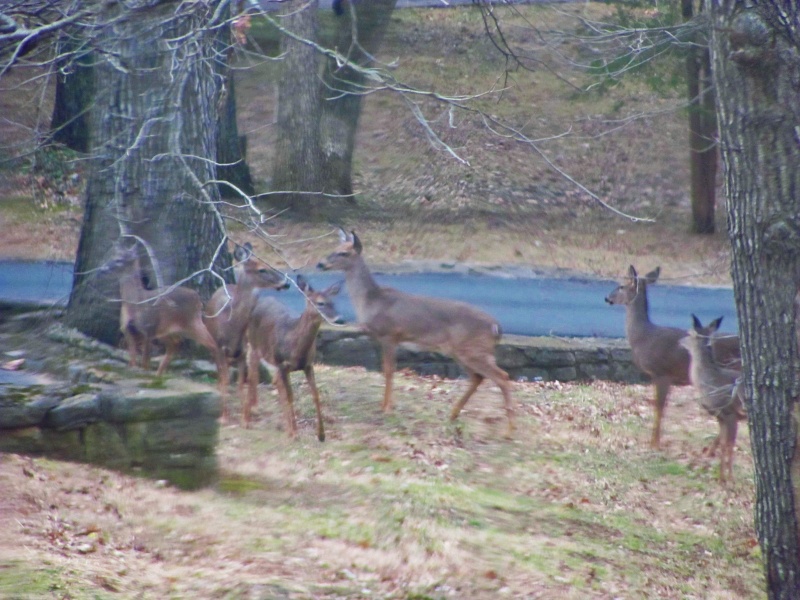 Do Deer Eat Watermelon Img_3616