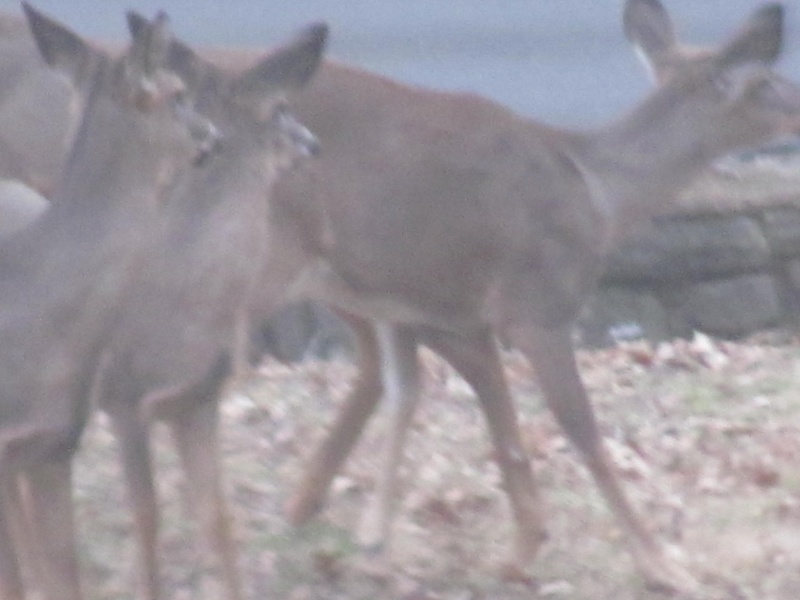 Do Deer Eat Watermelon Img_3617