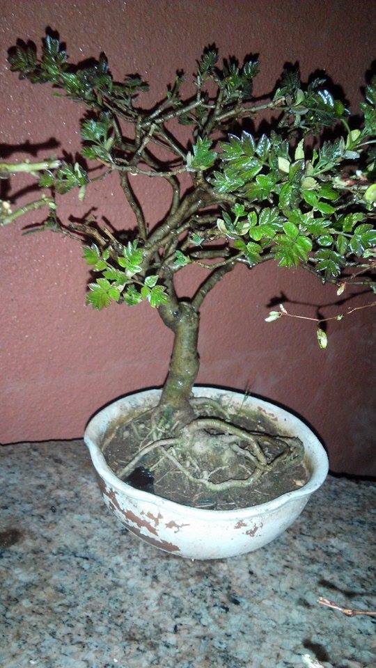 Need advice on bonsai trees 11123010
