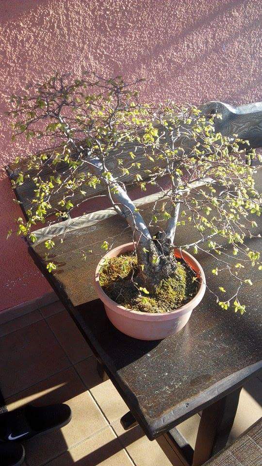 Need advice on bonsai trees Receiv12