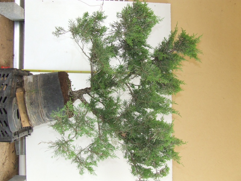 Juniperus Pfitzeriana 110