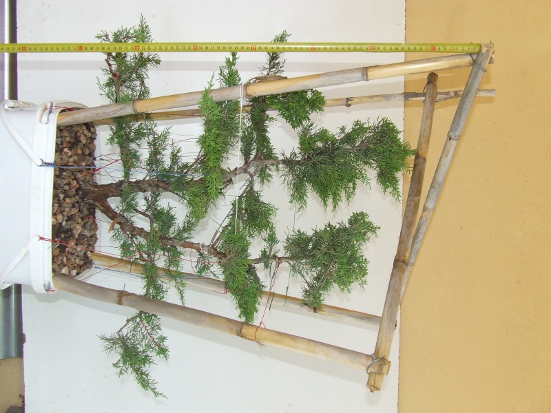 Juniperus Pfitzeriana 210