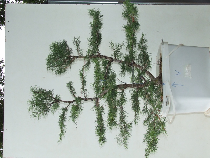 Juniperus Pfitzeriana Dscf4210