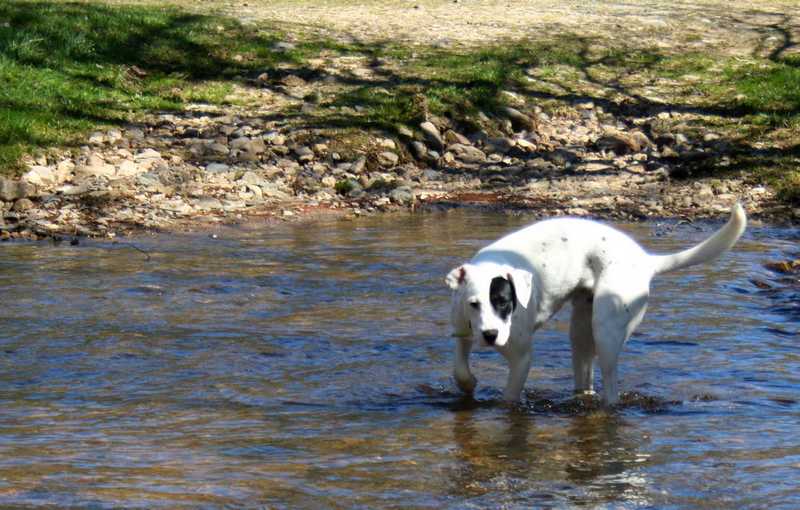 REX ( chien x blanc et noir) Img_5911