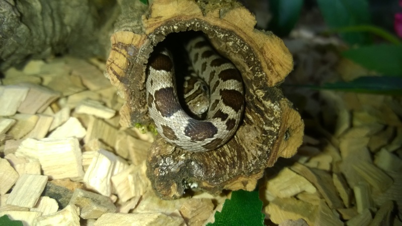 Petit Kayser panthérophis quttatus Wp_20186