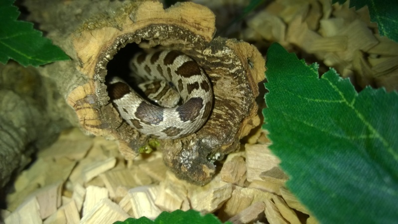 Petit Kayser panthérophis quttatus Wp_20187