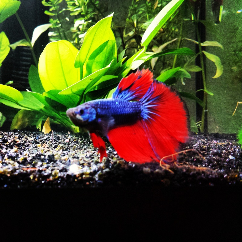 Voici mon Betta Img_2012