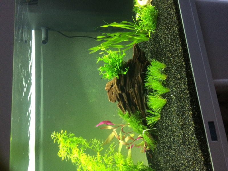 planter mon Aquarium Aqua10