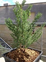 Juniperus chinensis stricta Img_1140