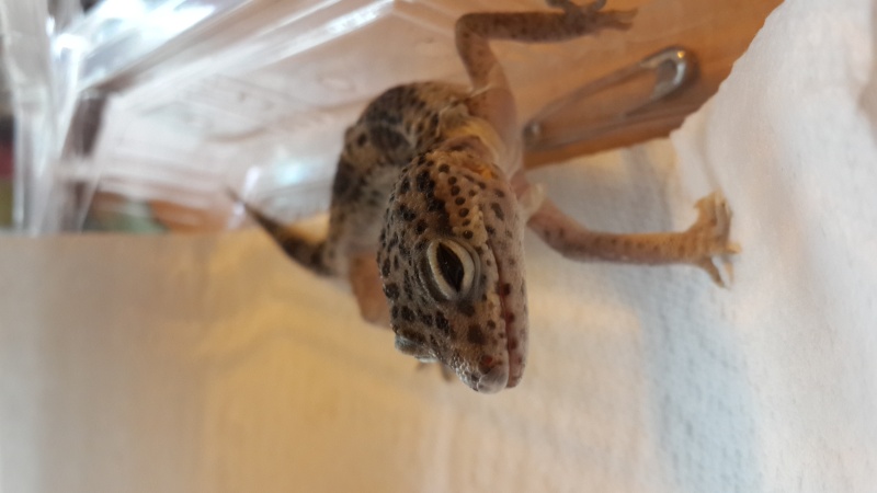 Gecko Léopard 20150421