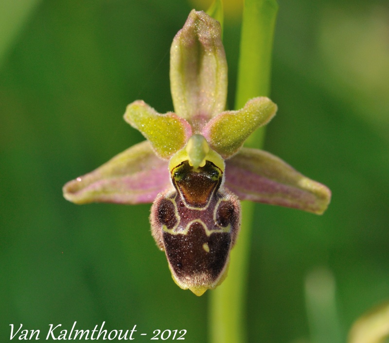 Ophrys argensonensis x santonica (x maelleae) Fig_9_12