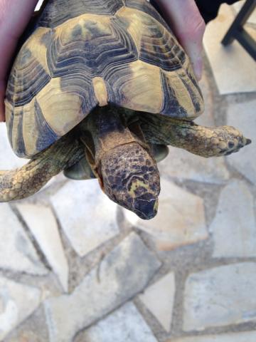 Besoin d'aide à l'identification d'une tortue terrestre. Img_0212