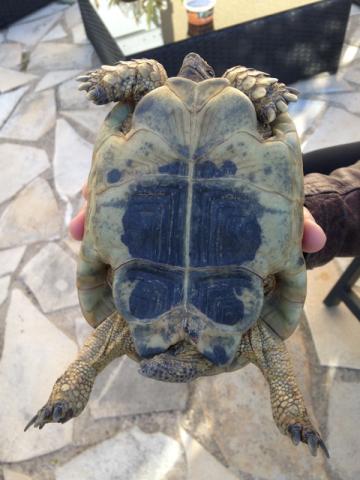 Besoin d'aide à l'identification d'une tortue terrestre. Img_0214