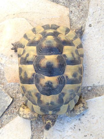 Besoin d'aide à l'identification d'une tortue terrestre. Img_1210
