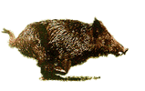 Chasse du lièvre au chien courant !!! Clsgd-10