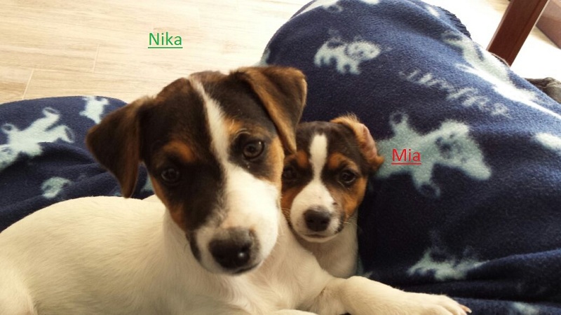 vi presento Mia e Nika!! Avav3p14