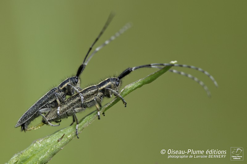 Agapanthia cardui ? Clorra22